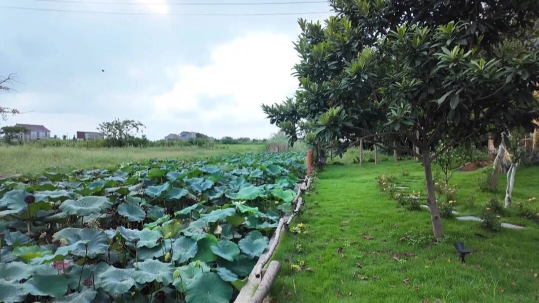 美出圈!南通小伙返乡打造“市外桃源”