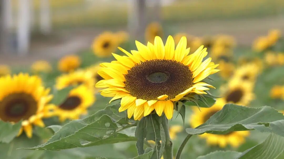 “流动的油画”！长江畔，又一网红打卡点！