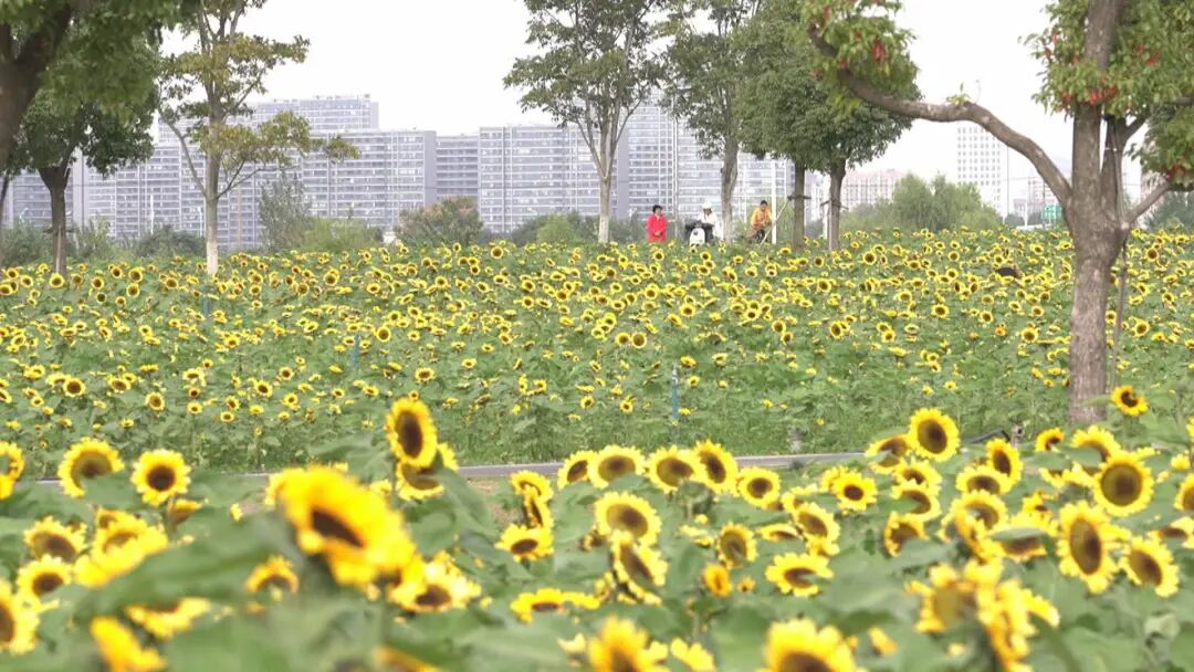“流动的油画”！长江畔，又一网红打卡点！