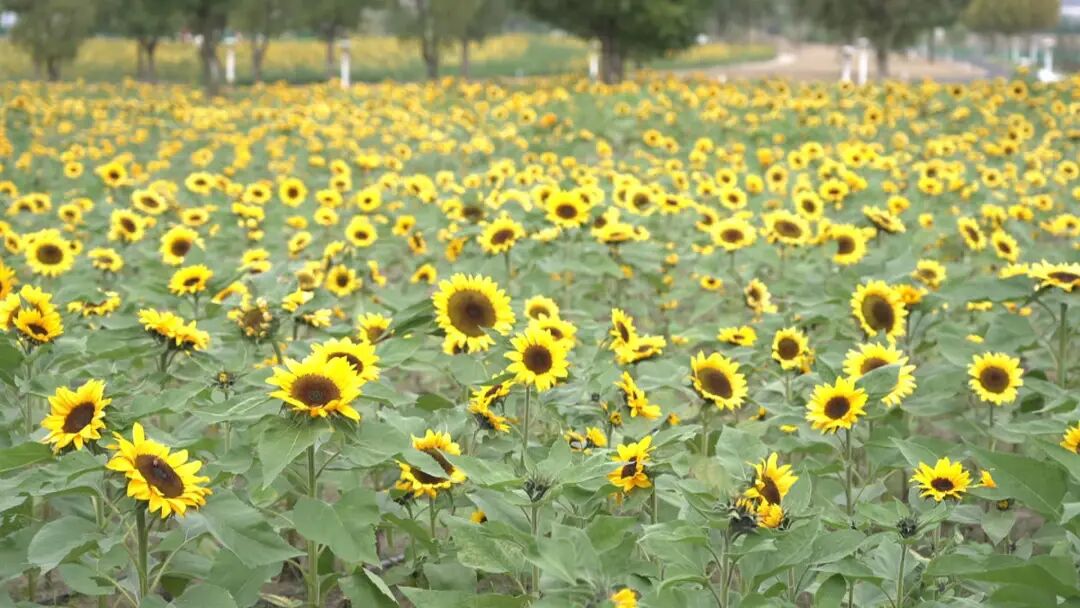 “流动的油画”！长江畔，又一网红打卡点！