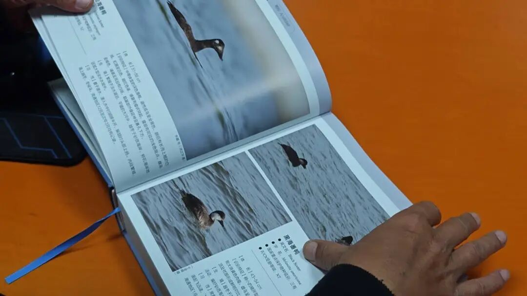 《野生鸟类图鉴》正式出版！