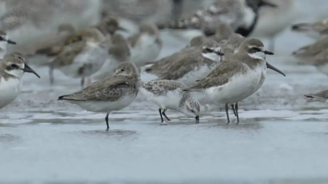 《野生鸟类图鉴》正式出版！