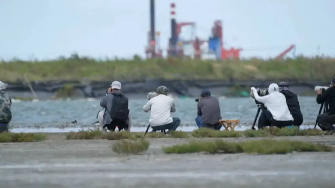 《野生鸟类图鉴》正式出版！