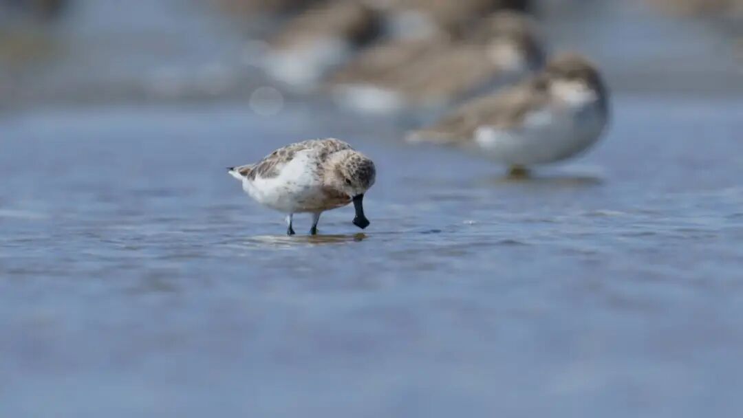 《野生鸟类图鉴》正式出版！