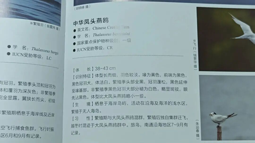 《野生鸟类图鉴》正式出版！