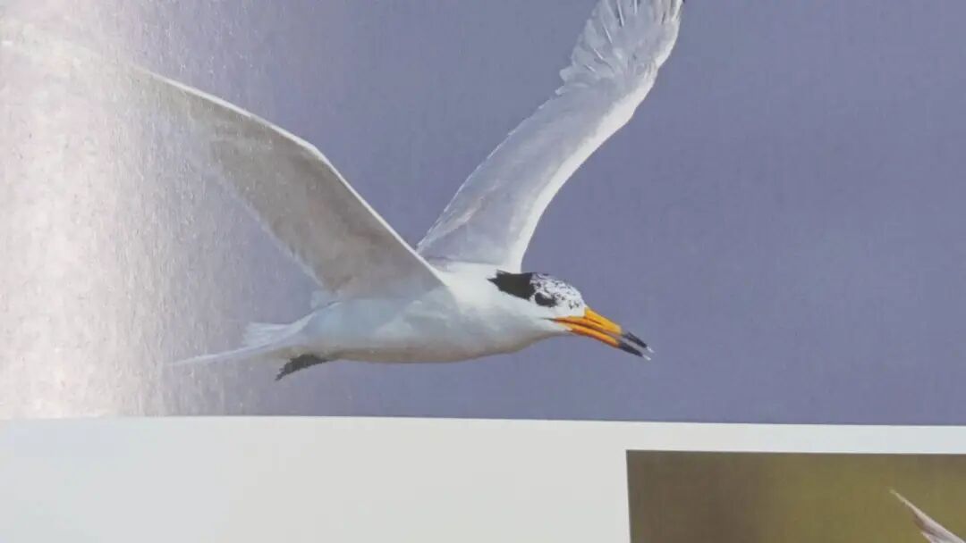 《野生鸟类图鉴》正式出版！