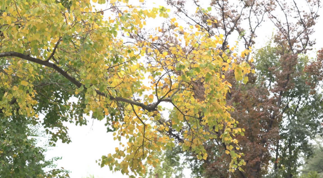 2025年11月21日，南通尚未入冬