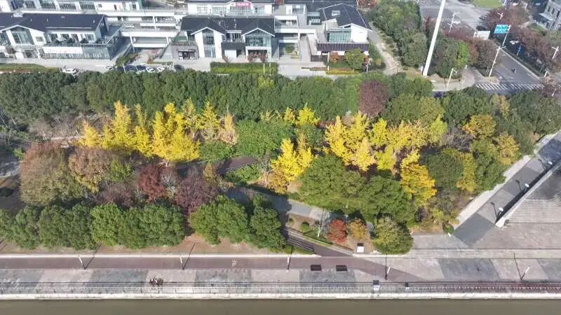 11片银杏叶卖出了149元钱,快去坚捡!