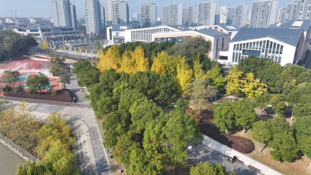 11片银杏叶卖出了149元钱，快去坚捡！