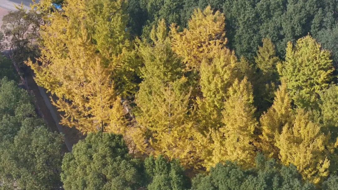 11片银杏叶卖出了149元钱,快去坚捡!