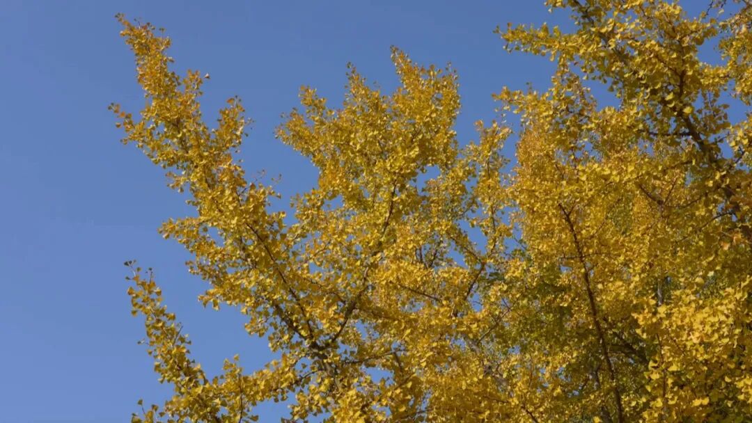 11片银杏叶卖出了149元钱,快去坚捡!