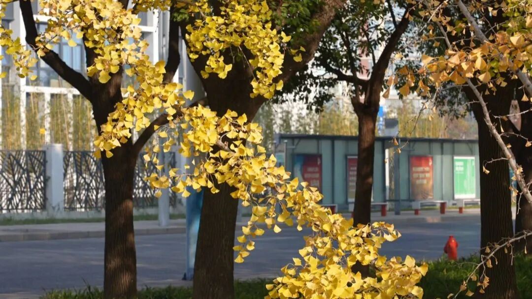 11片银杏叶卖出了149元钱,快去坚捡!