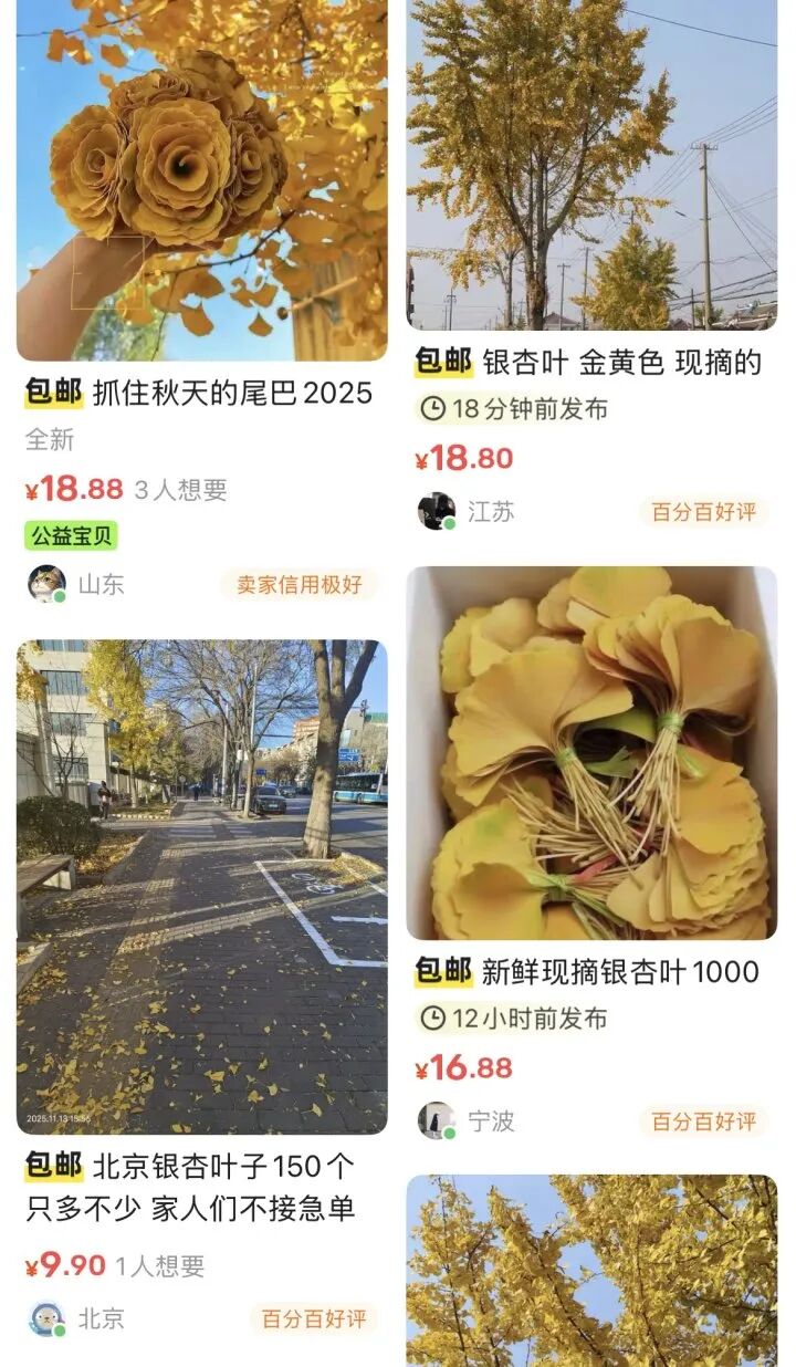 11片银杏叶卖出了149元钱,快去坚捡!