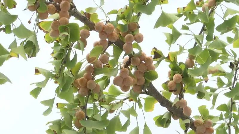 11片银杏叶卖出了149元钱,快去坚捡!