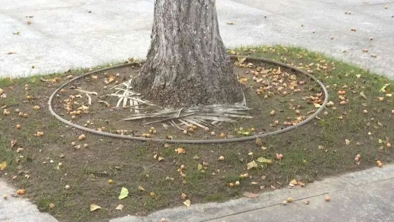 11片银杏叶卖出了149元钱,快去坚捡!