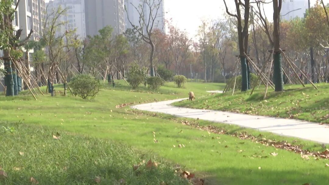 南通五龙云璟小区南侧小游园建成开放！