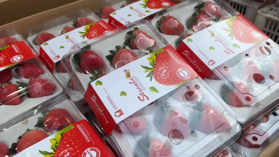 草莓批量上市，丹东草莓受青睐