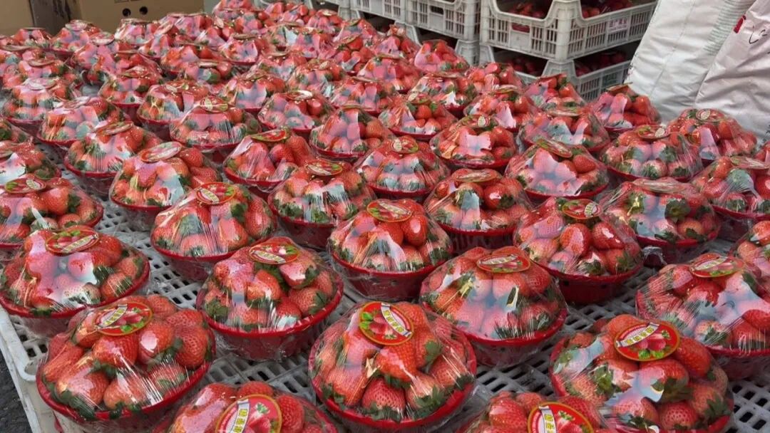 草莓批量上市，丹东草莓受青睐