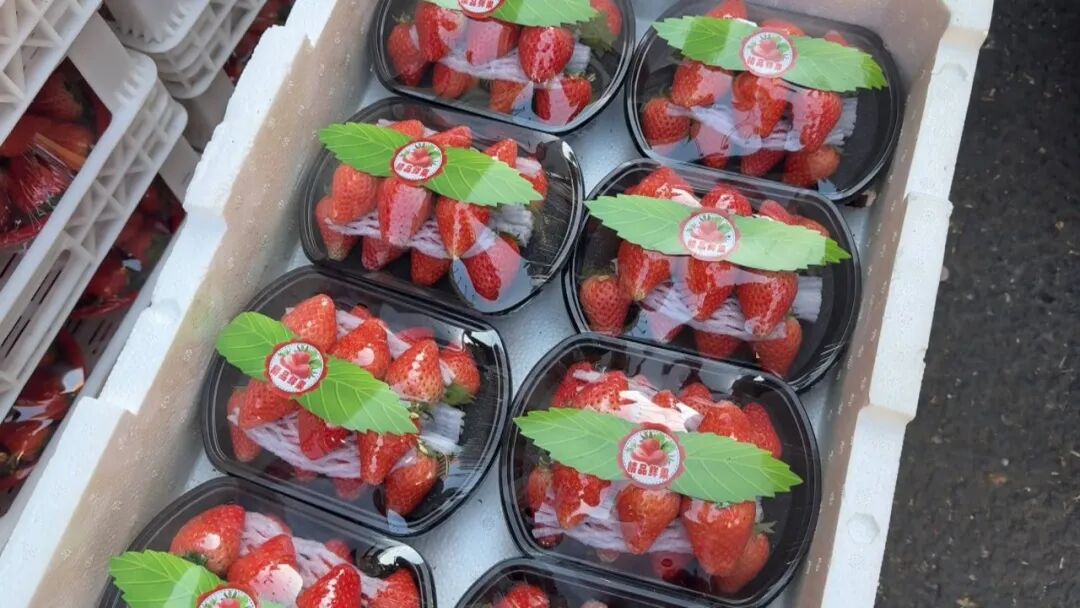 草莓批量上市，丹东草莓受青睐