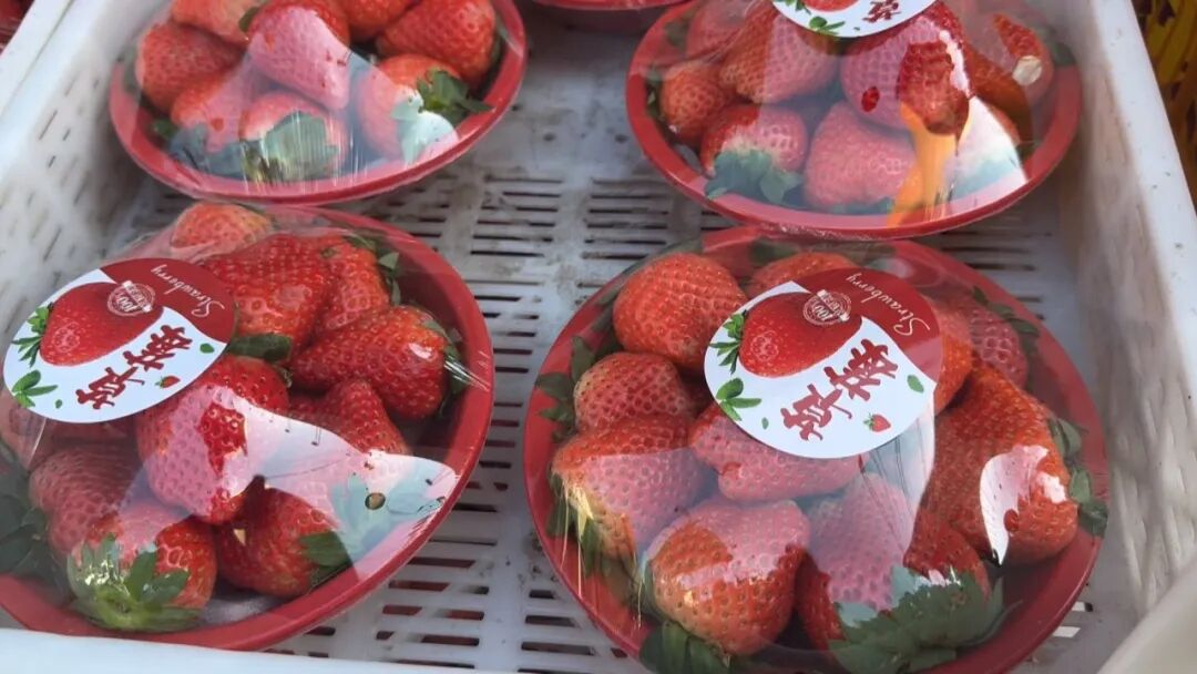 草莓批量上市，丹东草莓受青睐