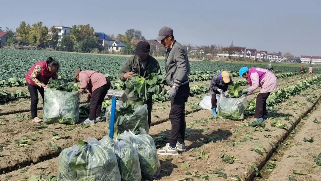 南通特产——黑塌菜上市!