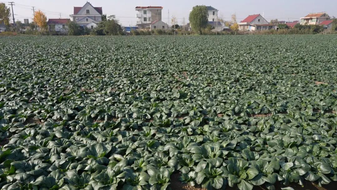 南通特产——黑塌菜上市！