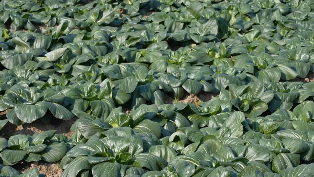 南通特产——黑塌菜上市!