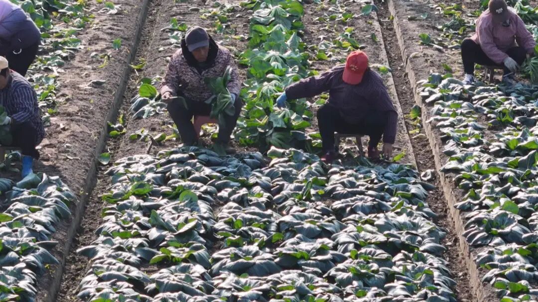 南通特产——黑塌菜上市!