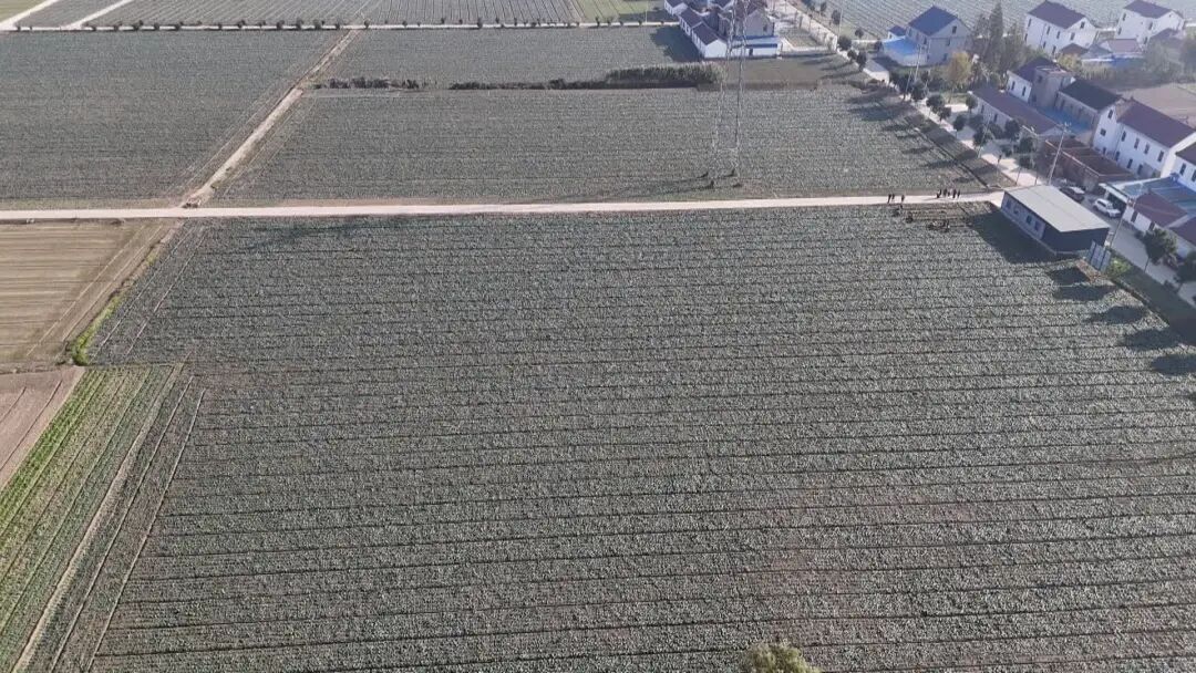 南通特产——黑塌菜上市!