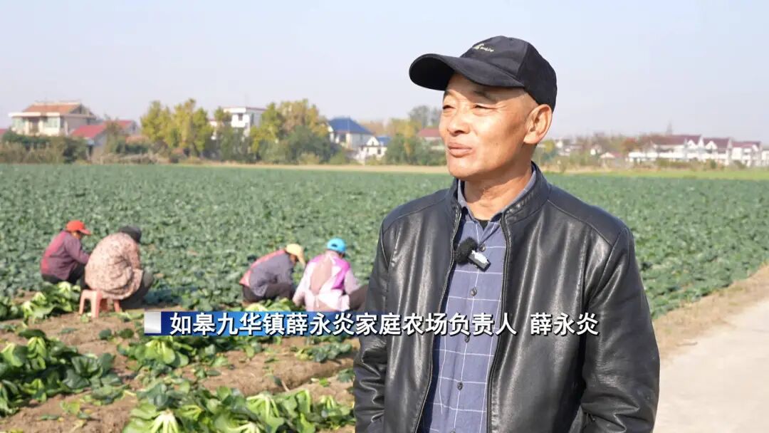 南通特产——黑塌菜上市!