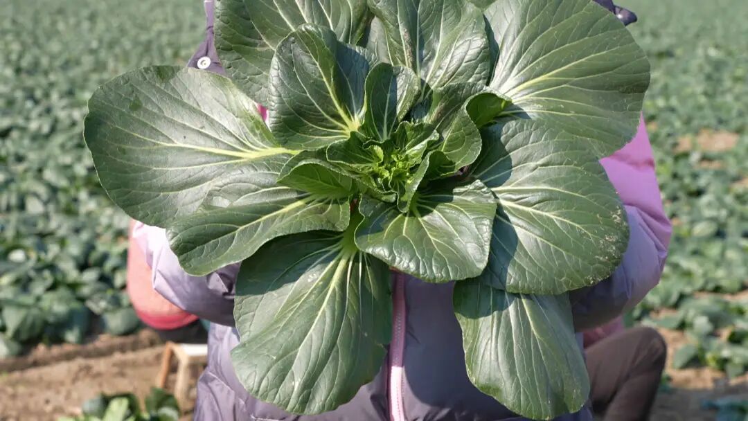 南通特产——黑塌菜上市!