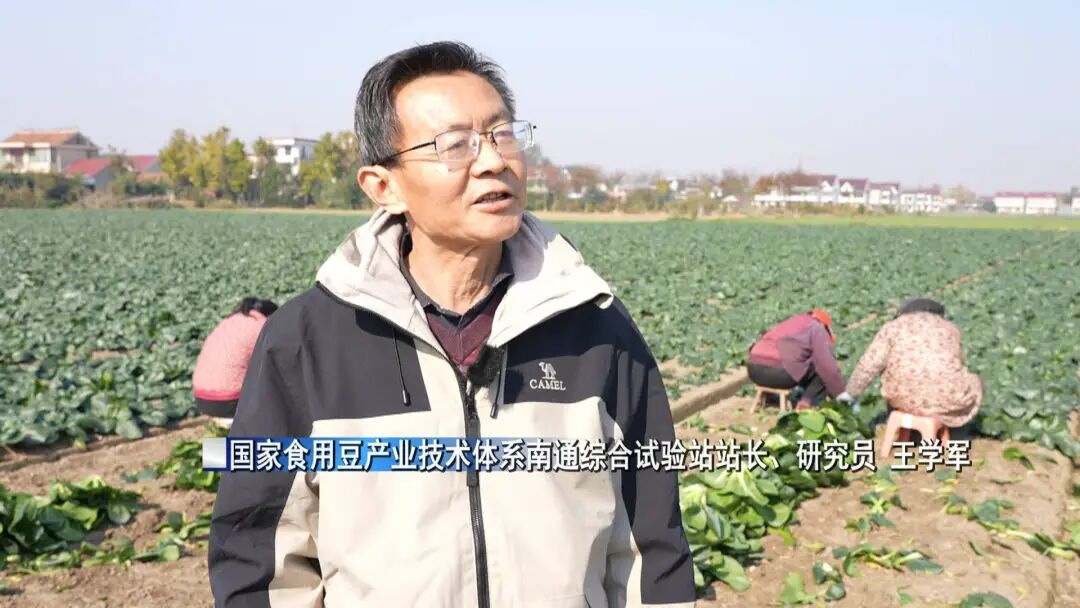 南通特产——黑塌菜上市!