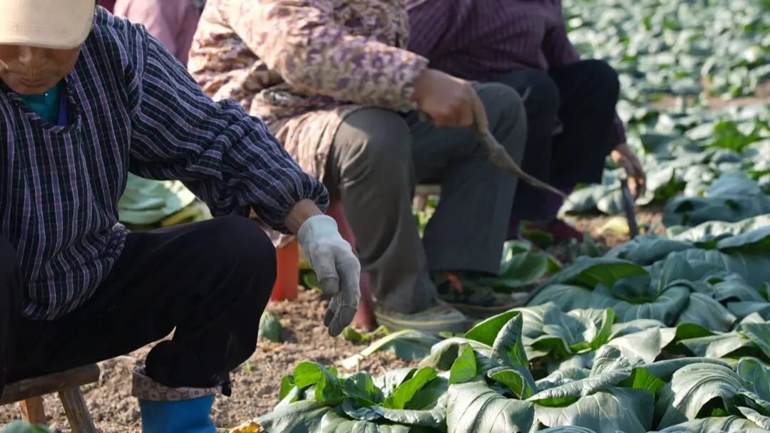 南通特产——黑塌菜上市！