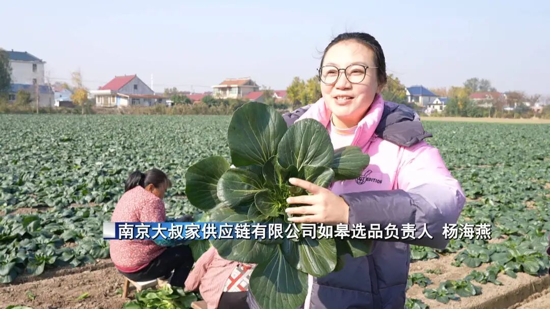 南通特产——黑塌菜上市!