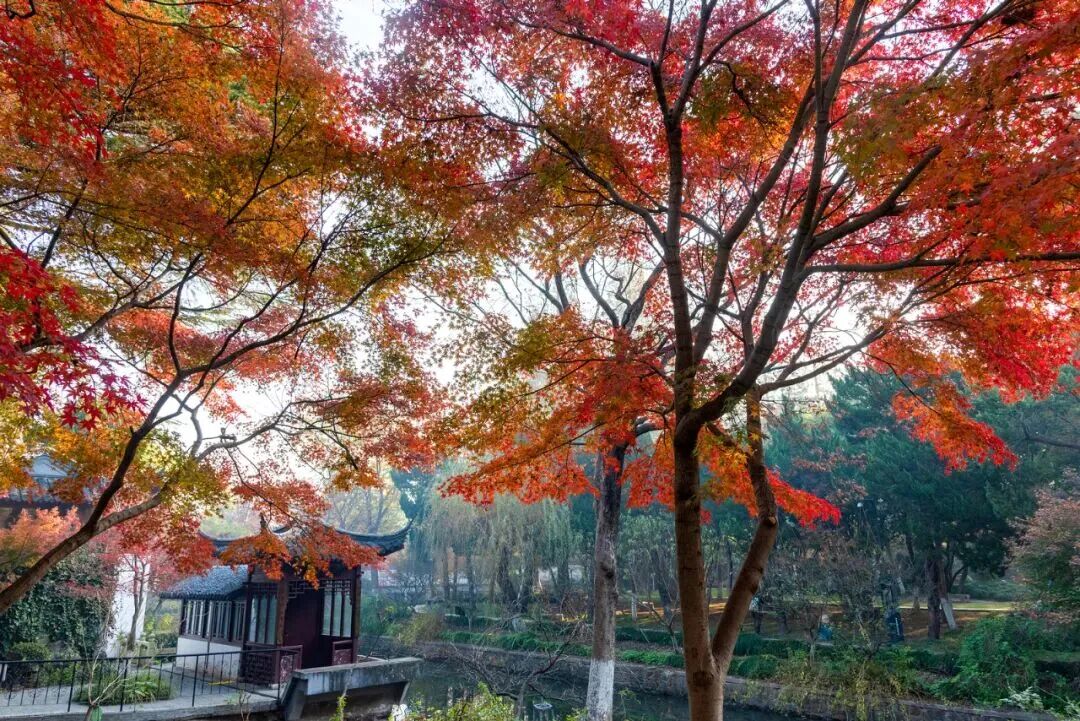 进入最佳观赏期，南通人速去打卡→