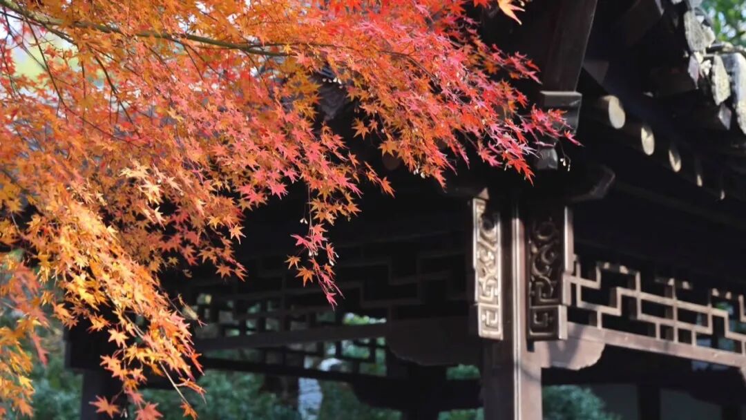 进入最佳观赏期，南通人速去打卡→