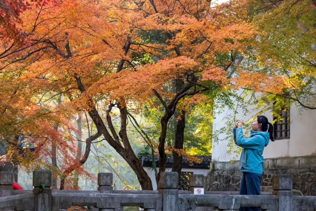 进入最佳观赏期，南通人速去打卡→