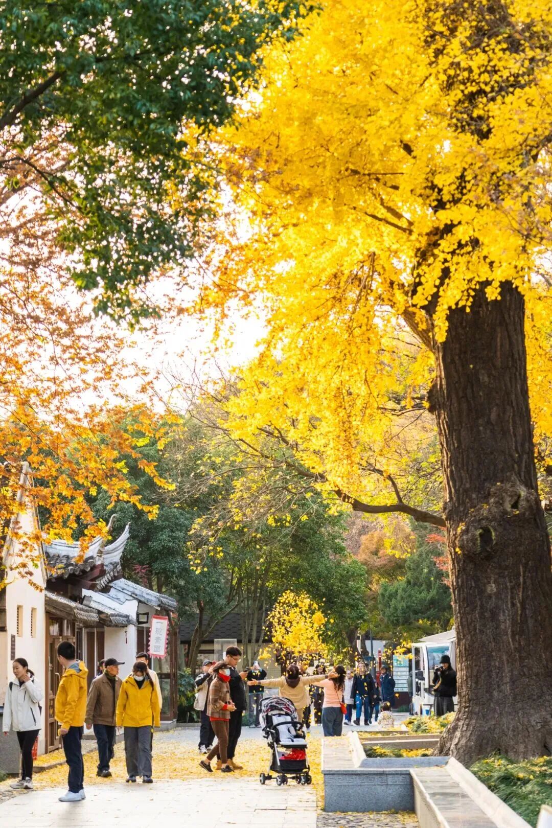 进入最佳观赏期，南通人速去打卡→