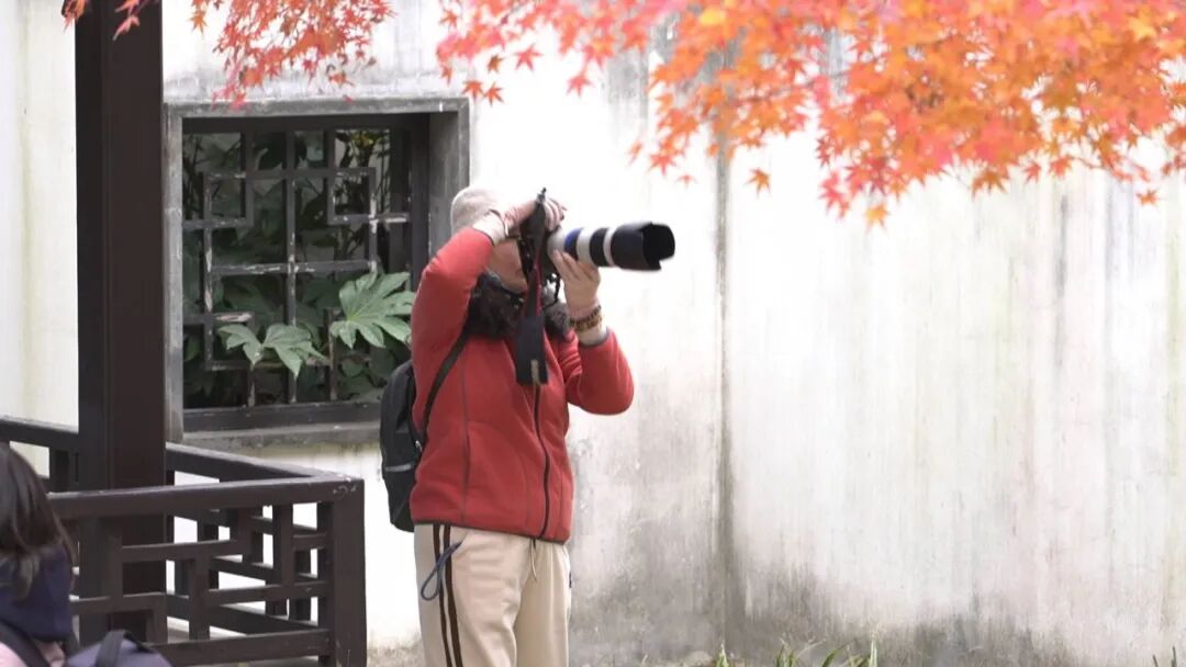 进入最佳观赏期，南通人速去打卡→