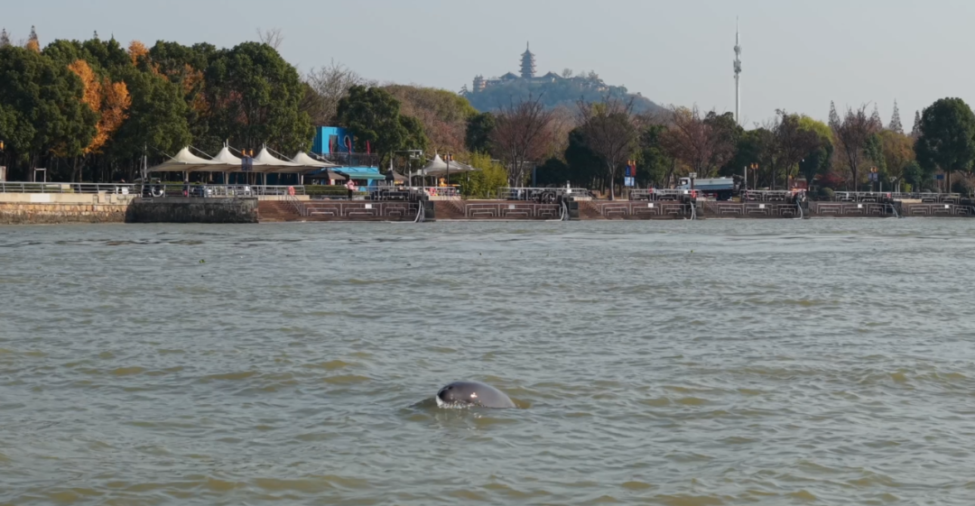 南通“顶流”，疑似有喜！