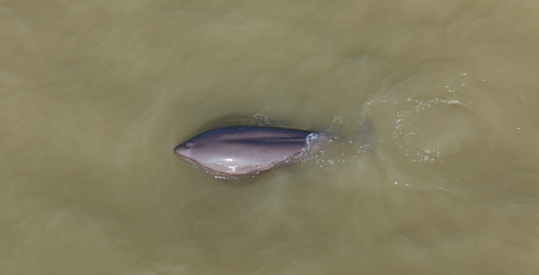 南通“顶流”，疑似有喜！
