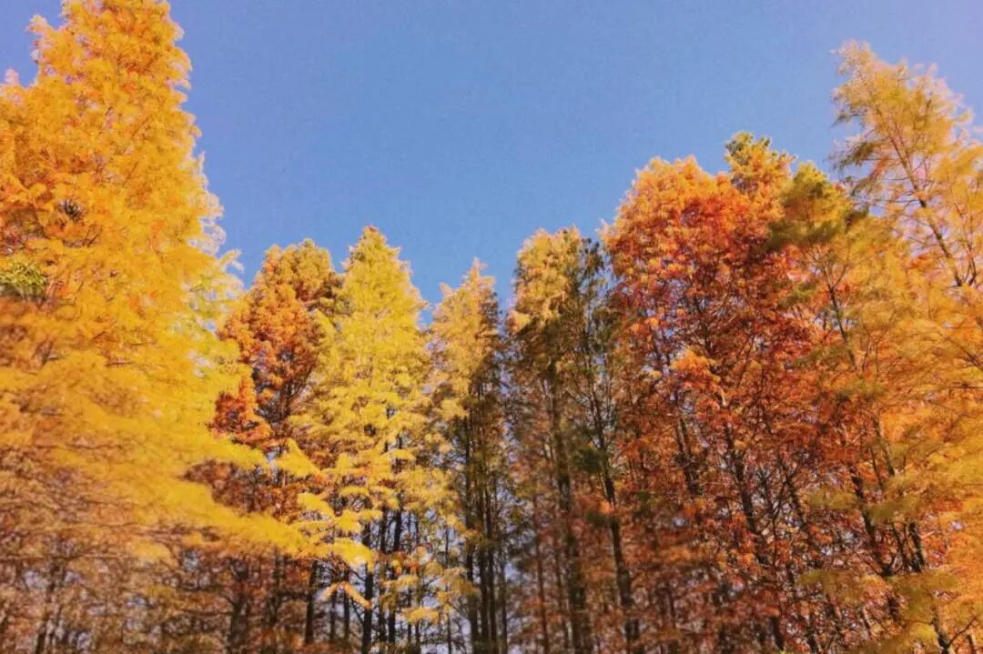 美翻了!南通又一网红打卡点