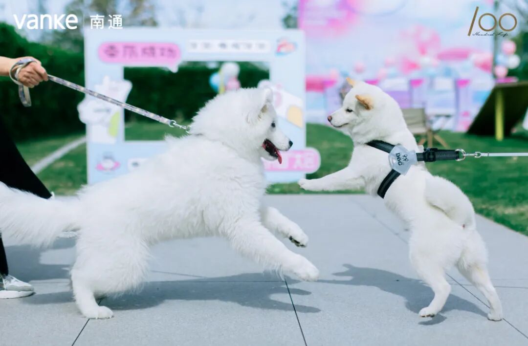 万科,又一次超前交付