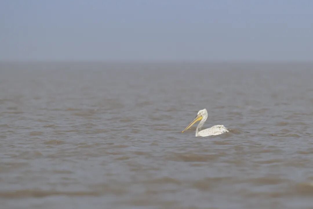 又有国宝来南通“打卡”!