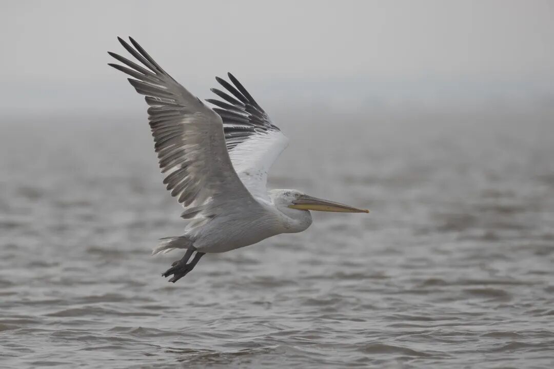 又有国宝来南通“打卡”!