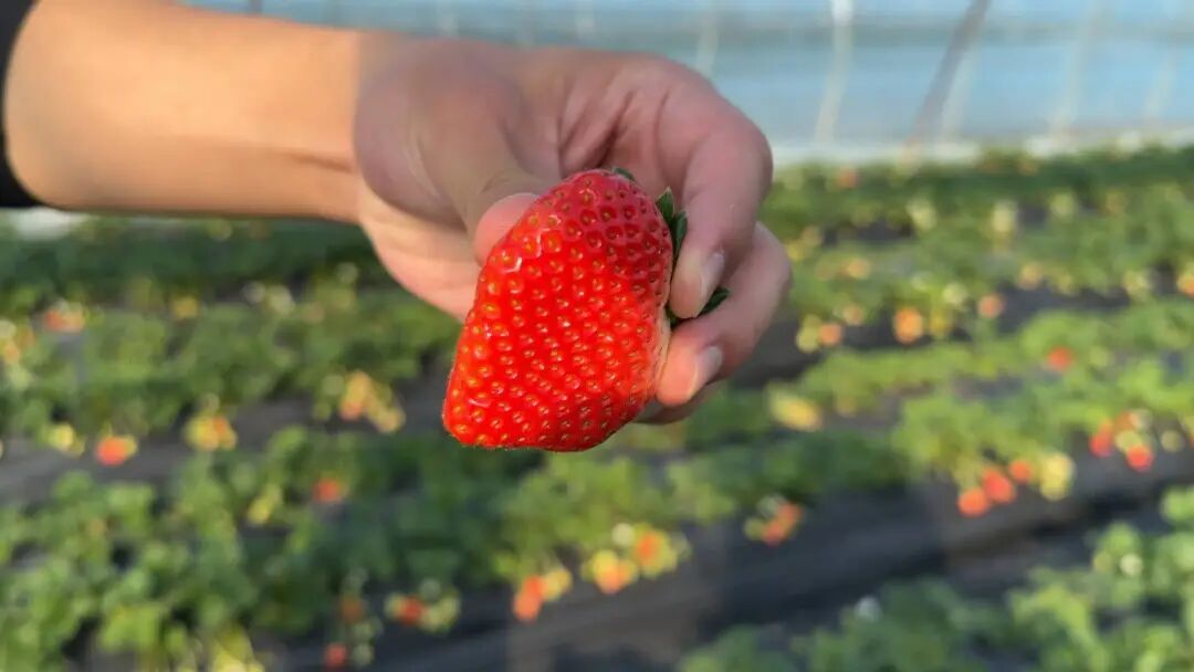 正大量上市!不少南通人超爱吃