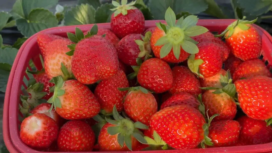 正大量上市!不少南通人超爱吃