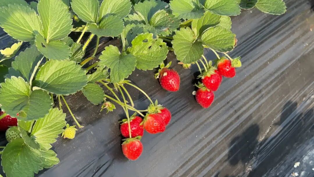 正大量上市!不少南通人超爱吃