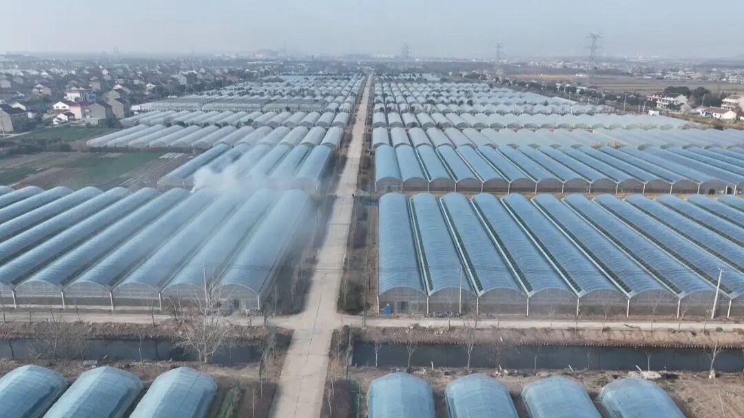 正大量上市!不少南通人超爱吃