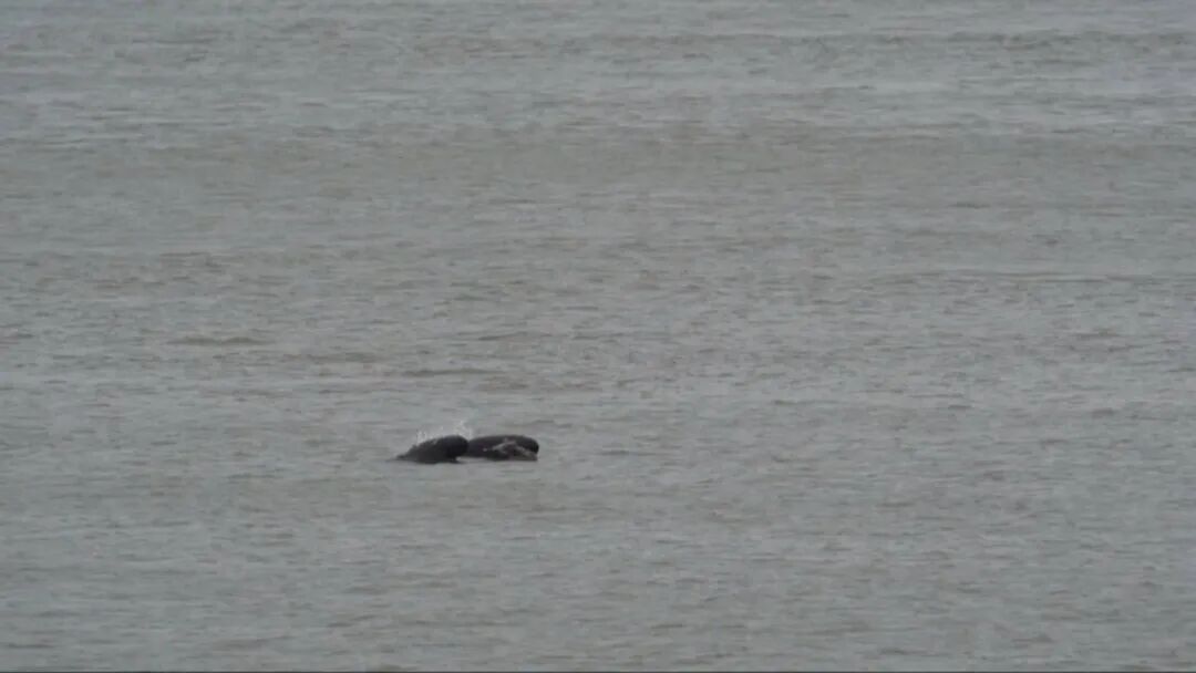 创今冬记录！南通滨江公园，罕见一幕